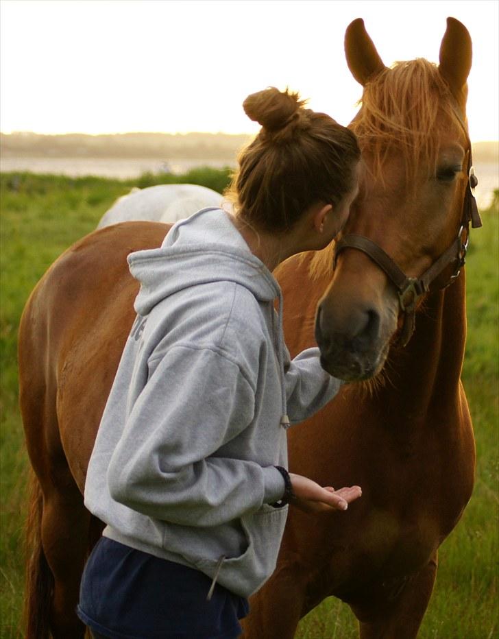 Tysk Sportspony Bacardi - You belong to me. I belong to you. We belong to each other! :-* billede 5