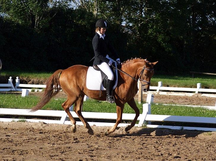 Tysk Sportspony Bacardi - Læææækker pony! LC2 til 70% til ponystævnet d. 19. september :)  billede 6