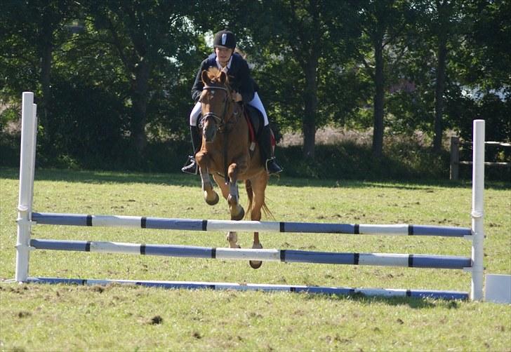 Tysk Sportspony Bacardi - Klubstævne i TNKR d. 5. september 2010 - Han var SÅ sød! billede 7