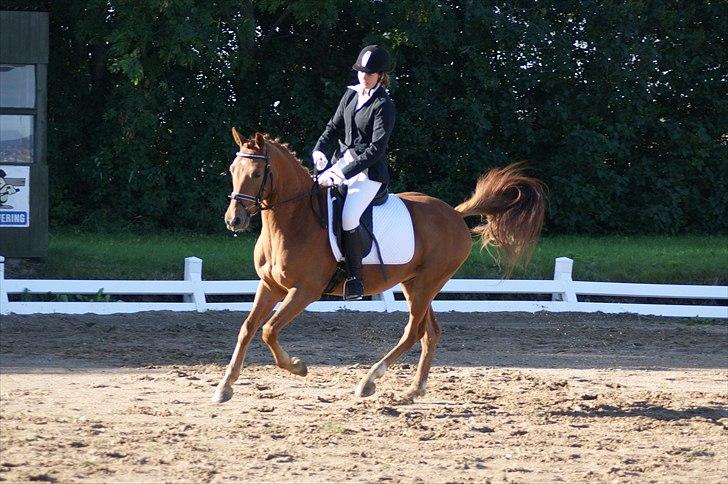 Tysk Sportspony Bacardi - LC2 d. 19. september 2010 - 3. plads + 2. plads til ponypokalen! <3 billede 10