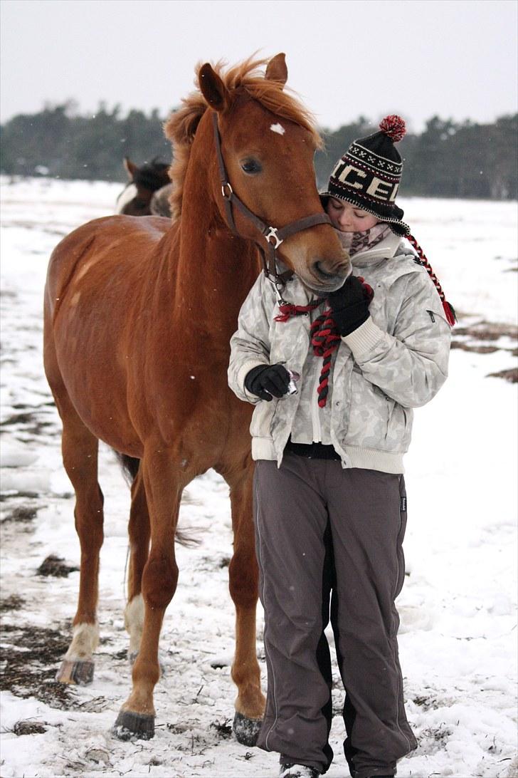 Tysk Sportspony Bacardi - Ved stranden på Paradisgården, vinterferien 2010. Og ja det var koldt! :D billede 12
