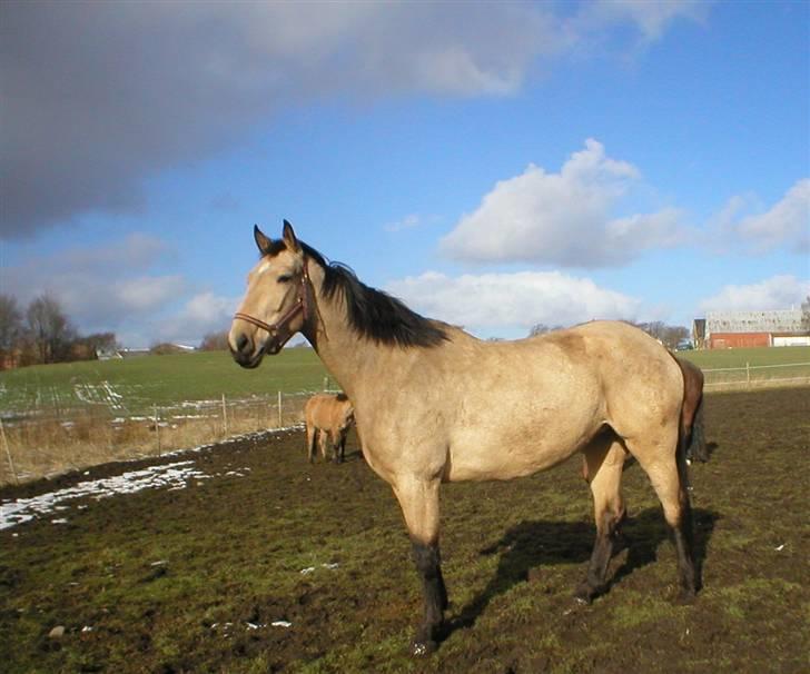 Palomino Enggaardens Anja - rigtig opmærksom :)  billede 6