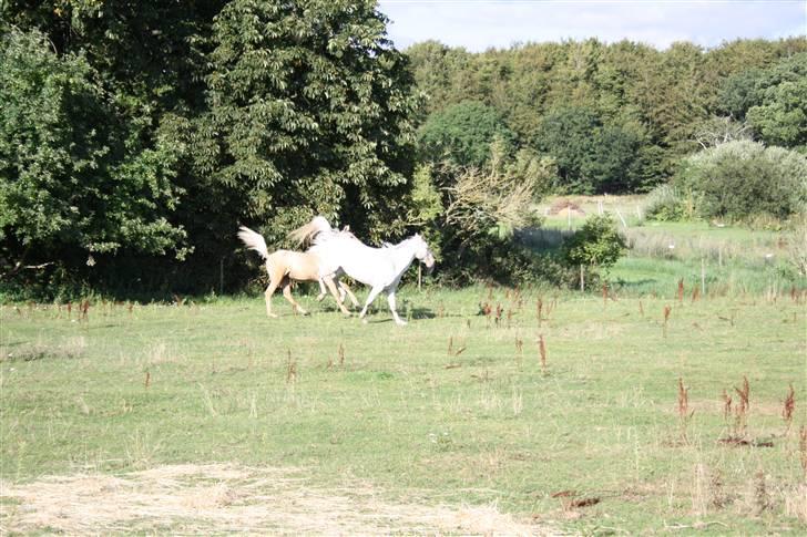 Appaloosa Amina,+R.I.P+ billede 7