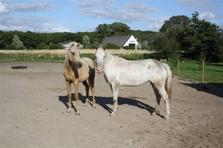 Appaloosa Amina,+R.I.P+ billede 9