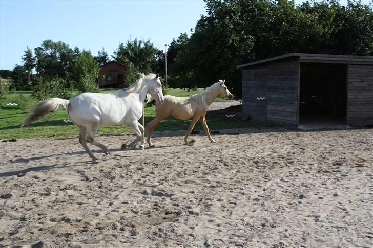 Appaloosa Amina,+R.I.P+ billede 10