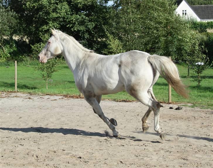 Appaloosa Amina,+R.I.P+ billede 13