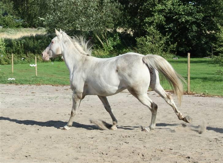 Appaloosa Amina,+R.I.P+ billede 14