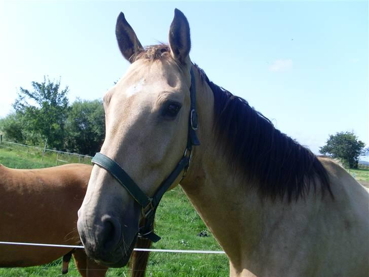 Palomino Enggaardens Anja billede 7