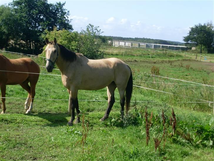 Palomino Enggaardens Anja billede 8