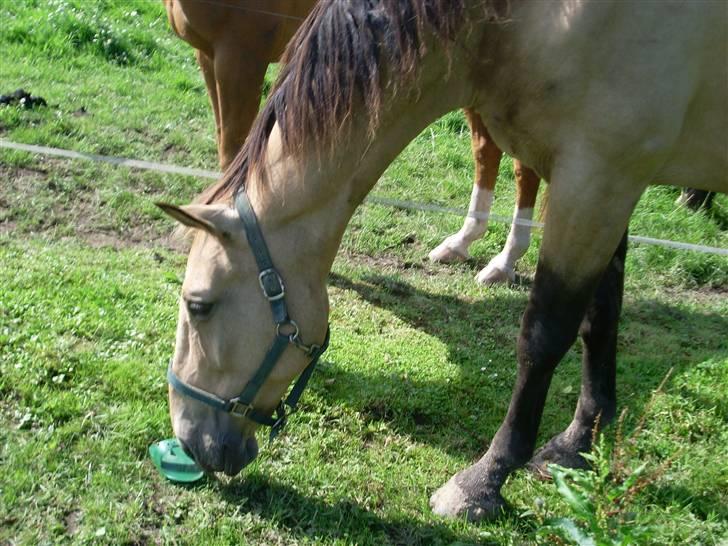 Palomino Enggaardens Anja billede 9