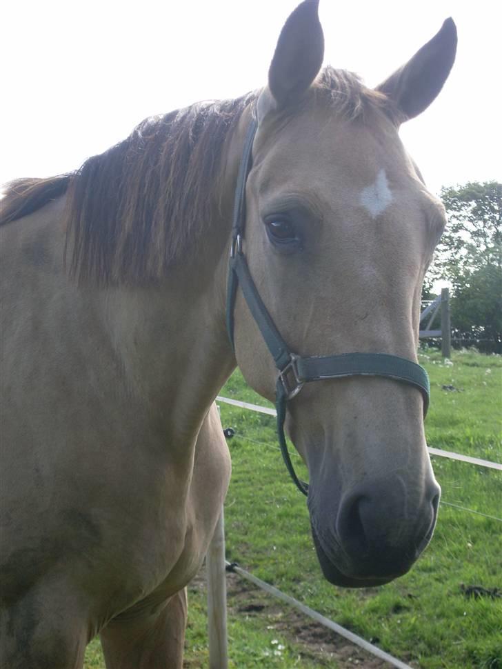 Palomino Enggaardens Anja billede 10