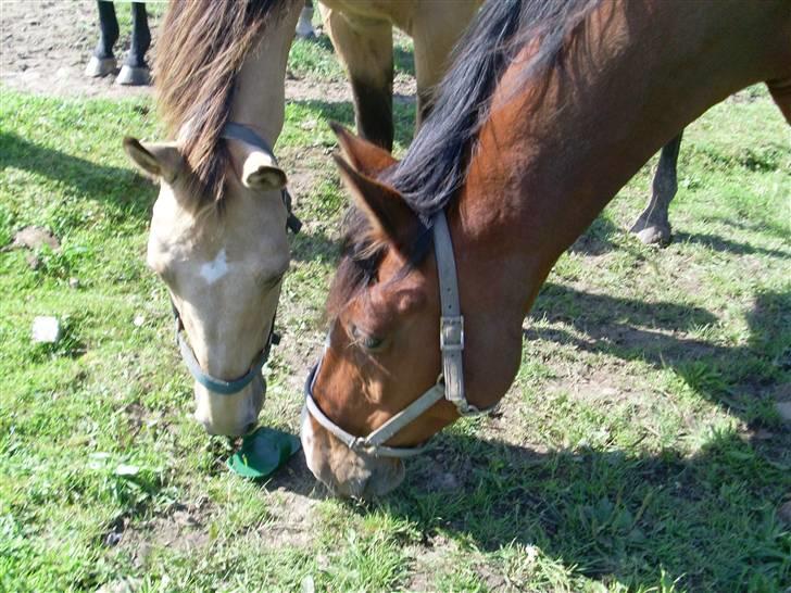 Palomino Enggaardens Anja - hygge :) billede 11