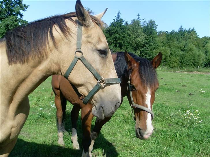 Palomino Enggaardens Anja billede 12