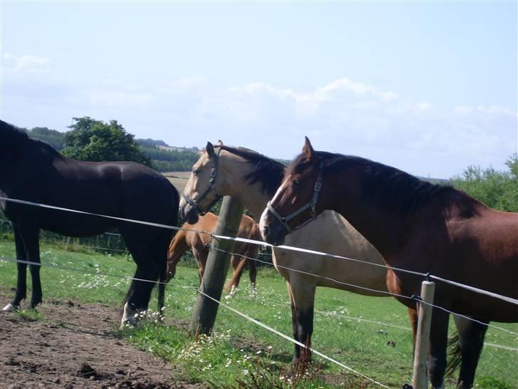 Palomino Enggaardens Anja - hestene på folde få sig lige en lille heste snak :)  billede 13