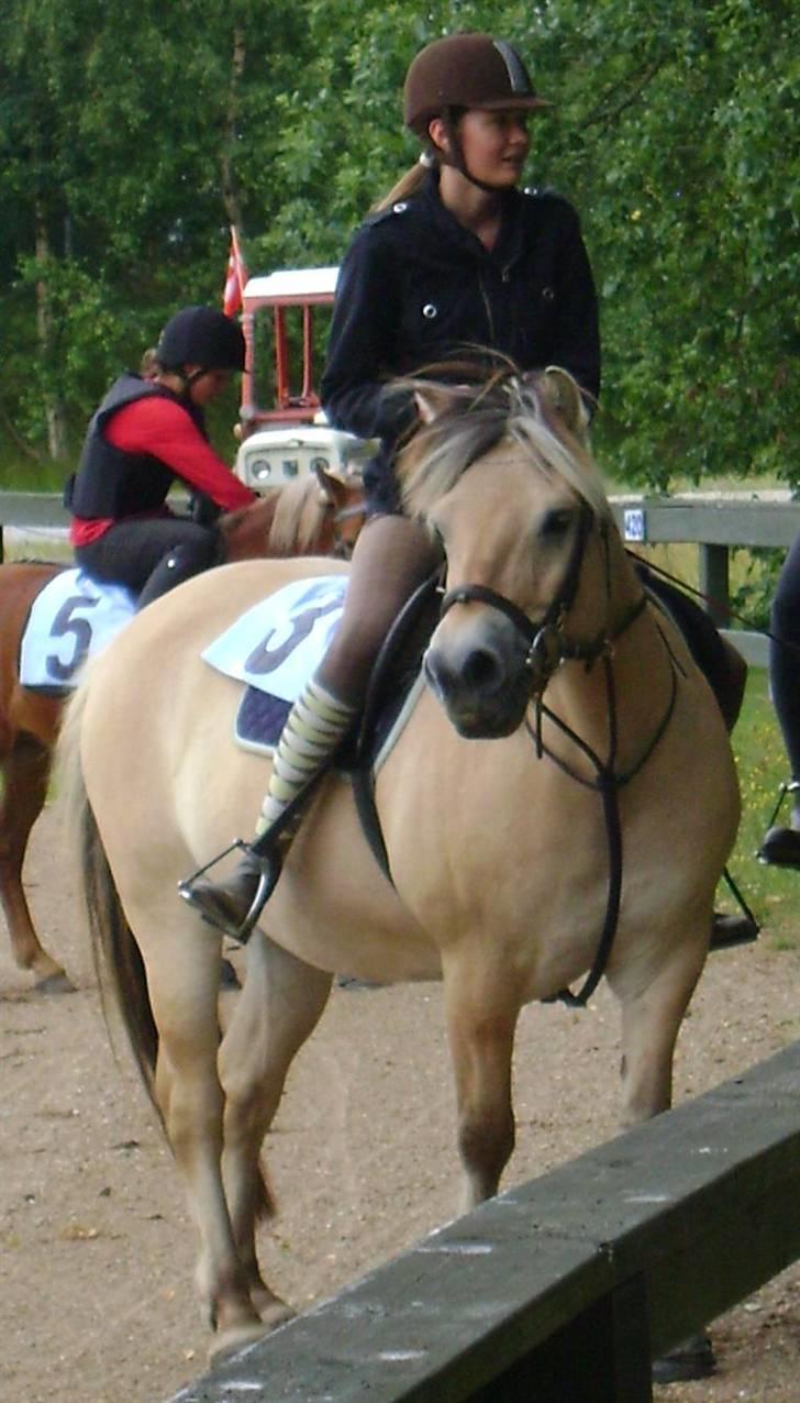 Fjordhest Ebbetorns Fjuri |SOLGT| billede 13