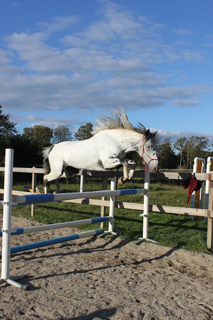 Knabstrupper Rikke af Dutterup<3 - Løsspring med krikke <3 billede 14