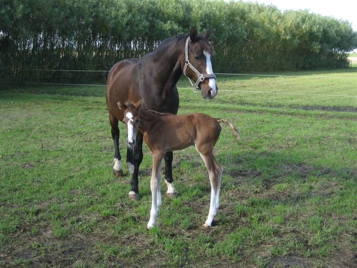 Dansk Varmblod A.B. Little Champ "SOLGT" billede 1