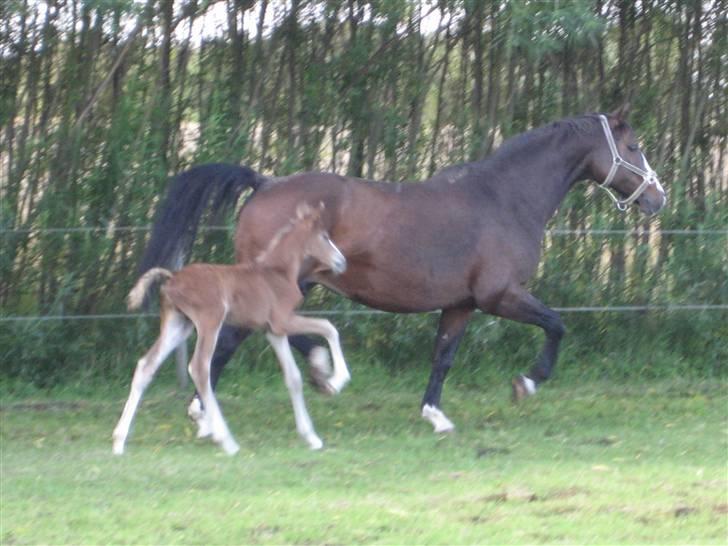 Dansk Varmblod A.B. Little Champ "SOLGT" billede 2