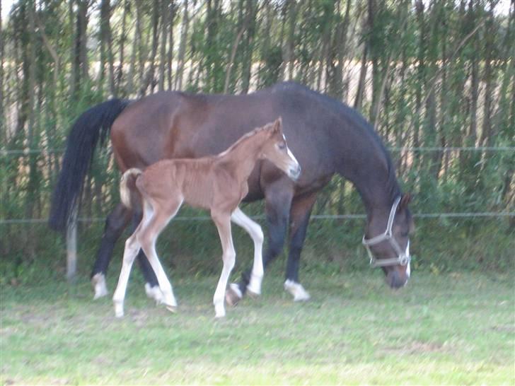 Dansk Varmblod A.B. Little Champ "SOLGT" billede 3