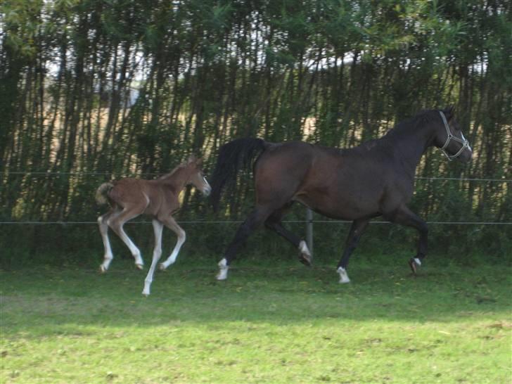 Dansk Varmblod A.B. Little Champ "SOLGT" billede 4