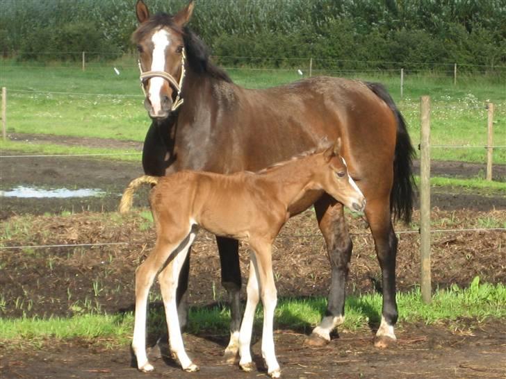 Dansk Varmblod A.B. Little Champ "SOLGT" billede 5