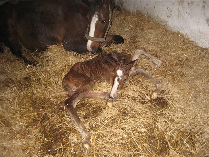 Dansk Varmblod A.B. Little Champ "SOLGT" billede 6