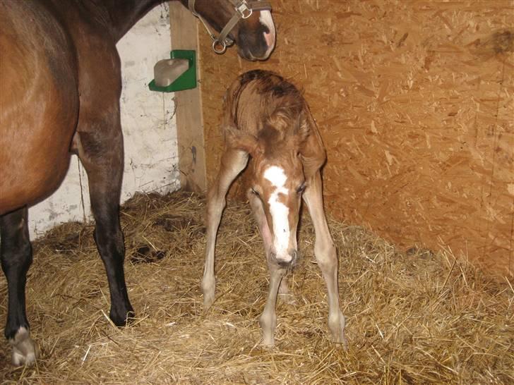 Dansk Varmblod A.B. Little Champ "SOLGT" billede 7