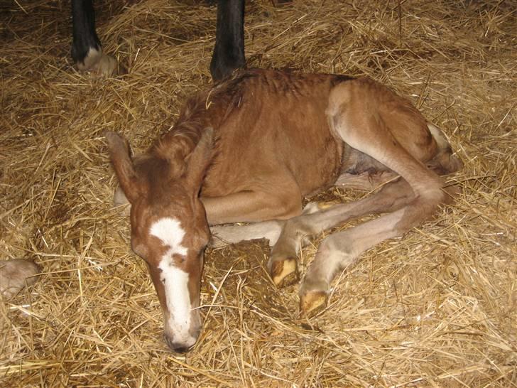 Dansk Varmblod A.B. Little Champ "SOLGT" billede 8