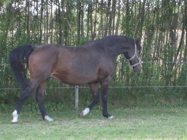 Dansk Varmblod Mette Mølholm "RIP" billede 10