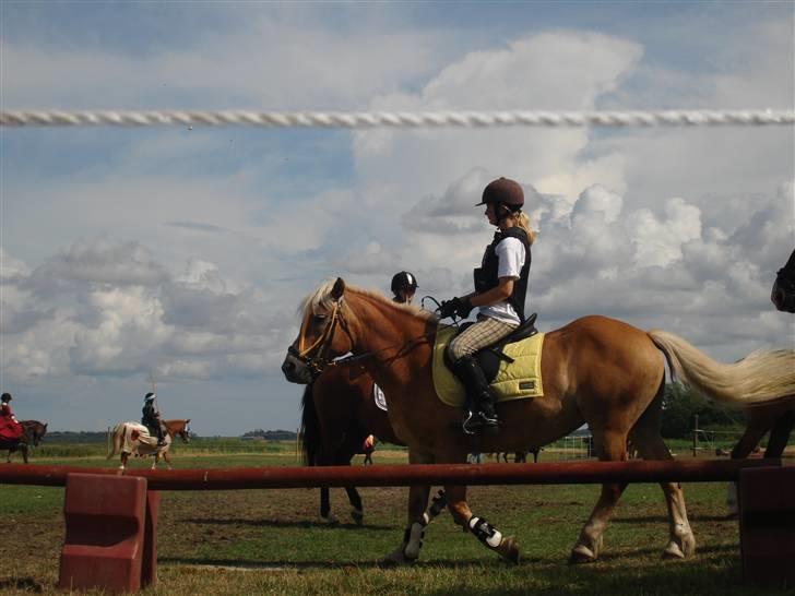 Haflinger Liddo billede 2