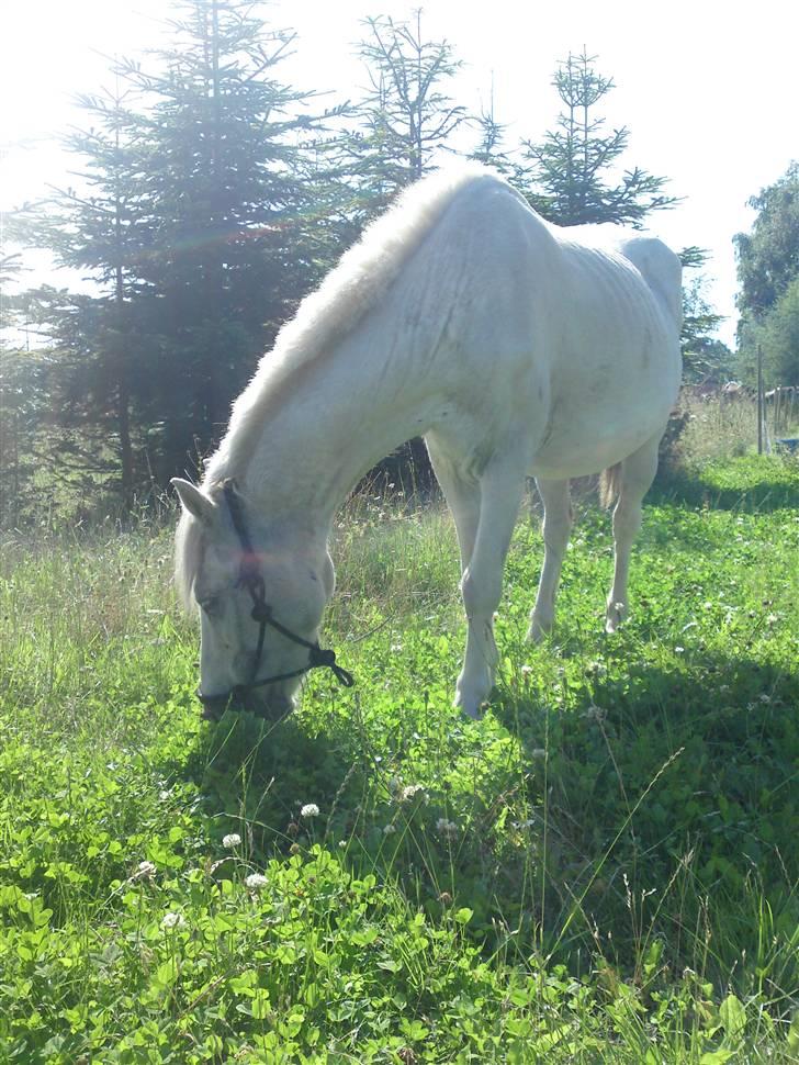 Anden særlig race Ia pigen  R.I.P :'(  †<3 billede 16