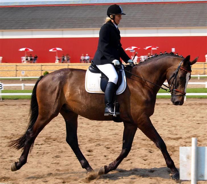 Dansk Varmblod Majestic/Hanniball - trav billede 9