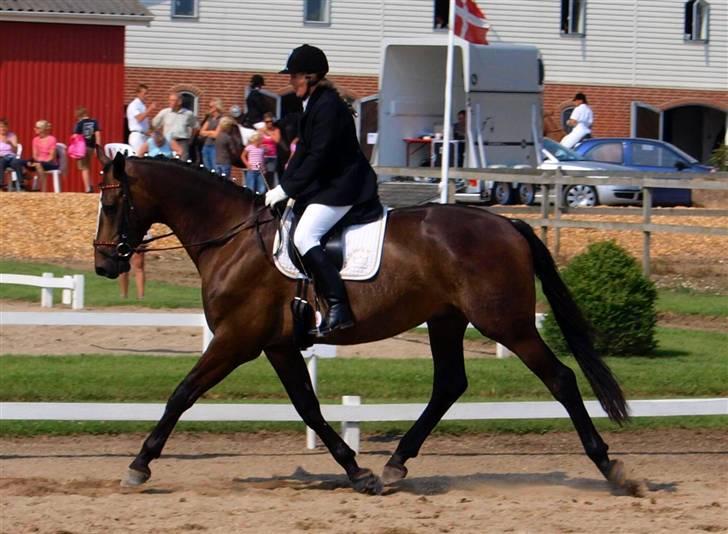 Dansk Varmblod Majestic/Hanniball - middel trav billede 10