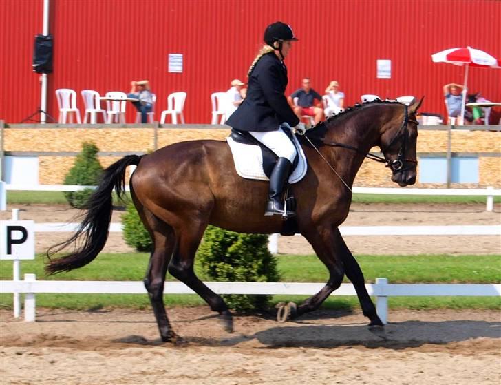 Dansk Varmblod Majestic/Hanniball - galop billede 12