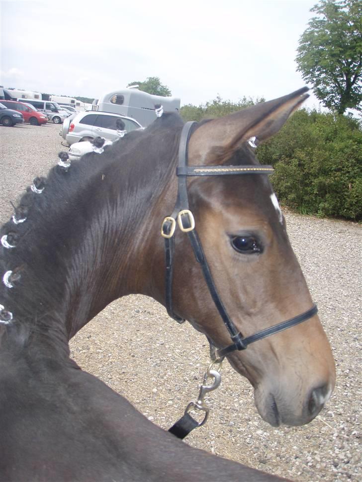 Dansk Varmblod Stald Holm´s Sprinter SOLGT - til besigtigelse billede 13