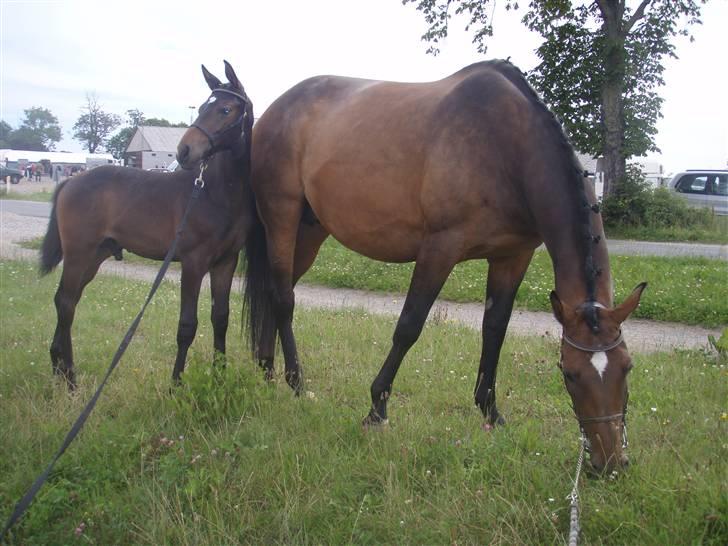 Dansk Varmblod Stald Holm´s Sprinter SOLGT - til besigtigelse billede 14
