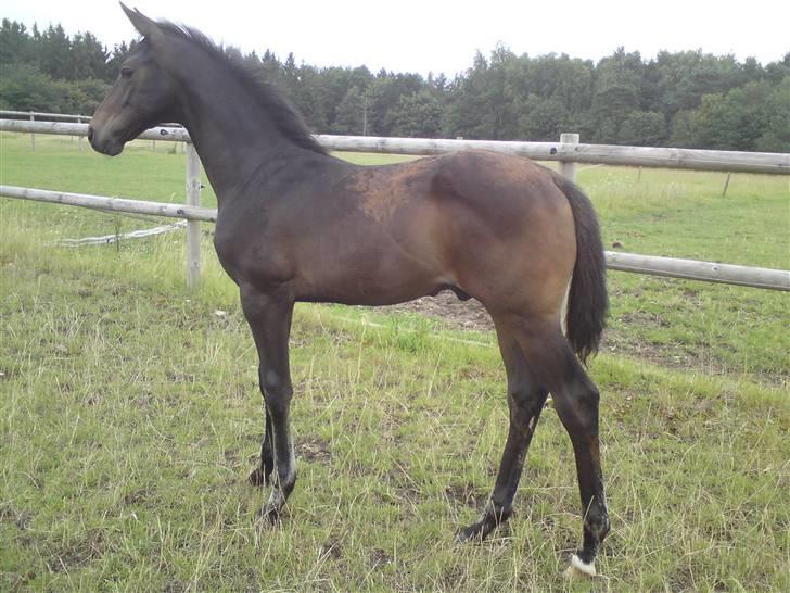 Dansk Varmblod Stald Holm´s Sprinter SOLGT billede 15