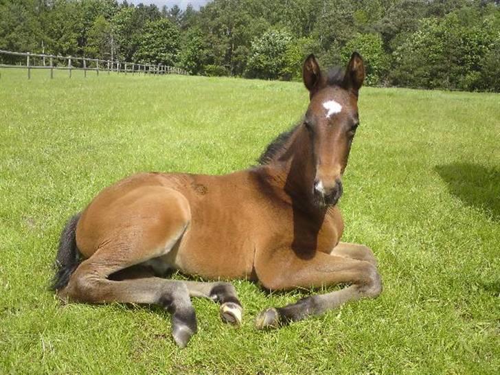 Dansk Varmblod Stald Holm´s Sprinter SOLGT - Spirit soler sig :) billede 16