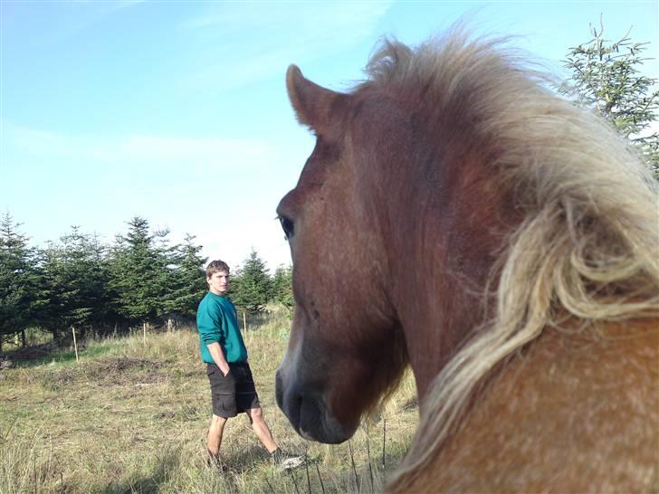 Dartmoor skovbrynets burat (split) solgt  billede 13