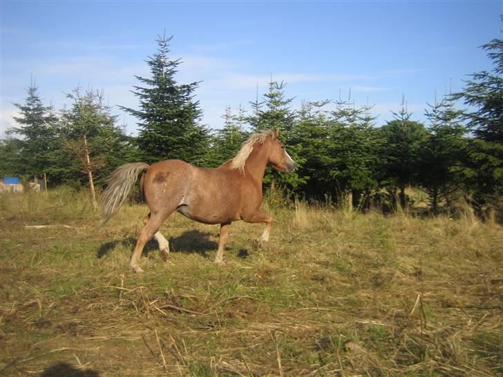 Dartmoor skovbrynets burat (split) solgt  billede 14