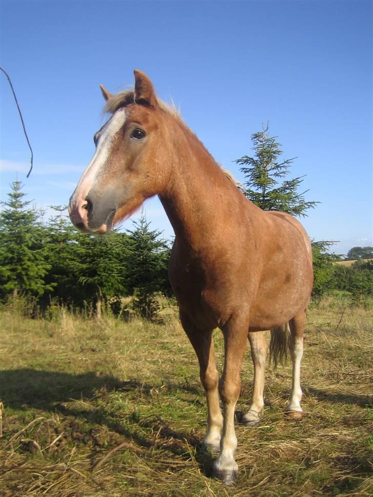 Dartmoor skovbrynets burat (split) solgt  billede 15