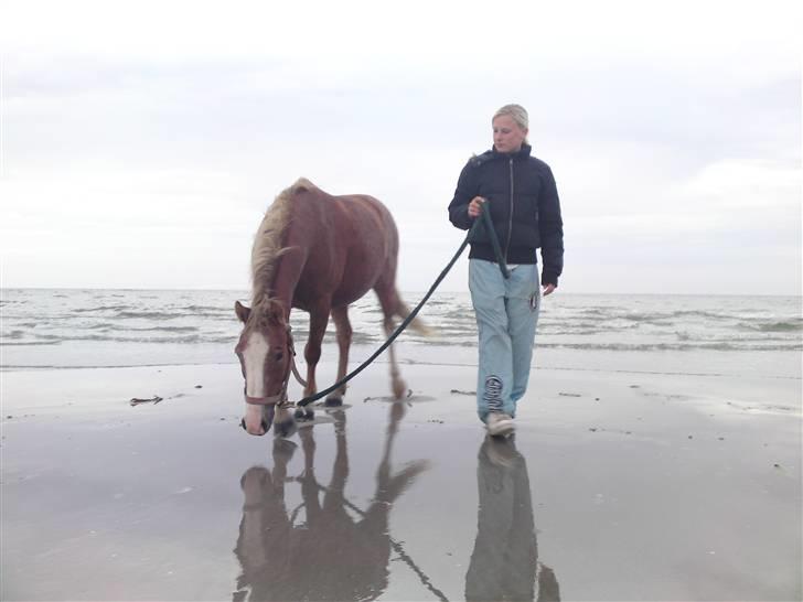 Dartmoor skovbrynets burat (split) solgt  - 3 / 9 ´09 gik vi en tur på stranden på lyngen me split <33 billede 16