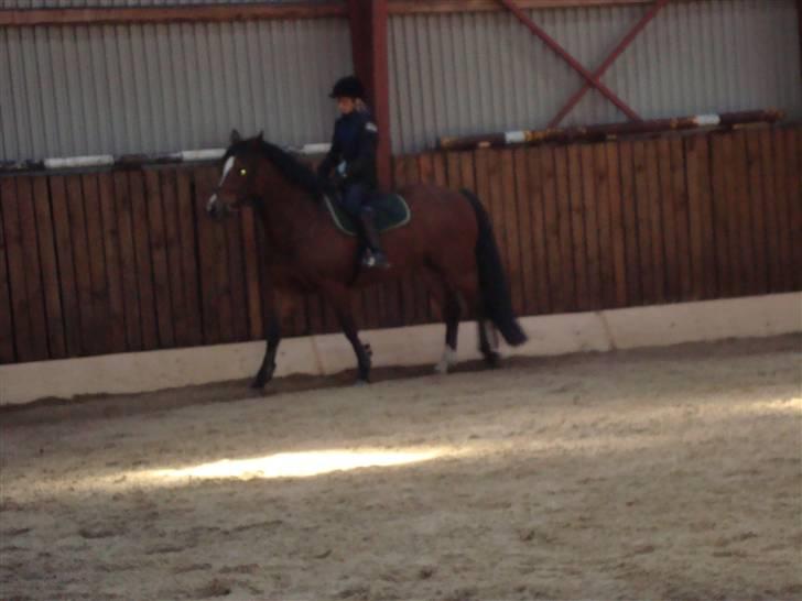 New Forest Toffifee(gl. udlån) billede 7