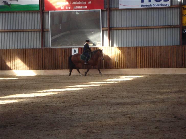 New Forest Toffifee(gl. udlån) billede 9