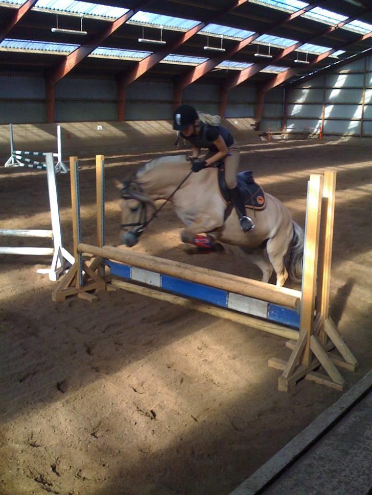 Fjordhest Karamel (solgt) billede 20