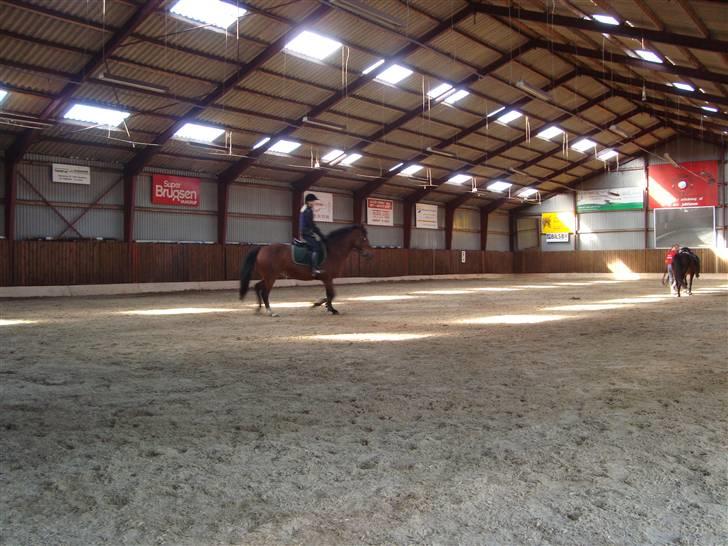 New Forest Toffifee(gl. udlån) billede 12