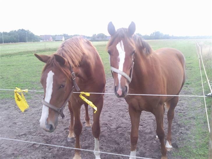Dansk Varmblod Feldbæks Magnifique - Mille til venstre, Maggie til højre, august ´09 billede 7