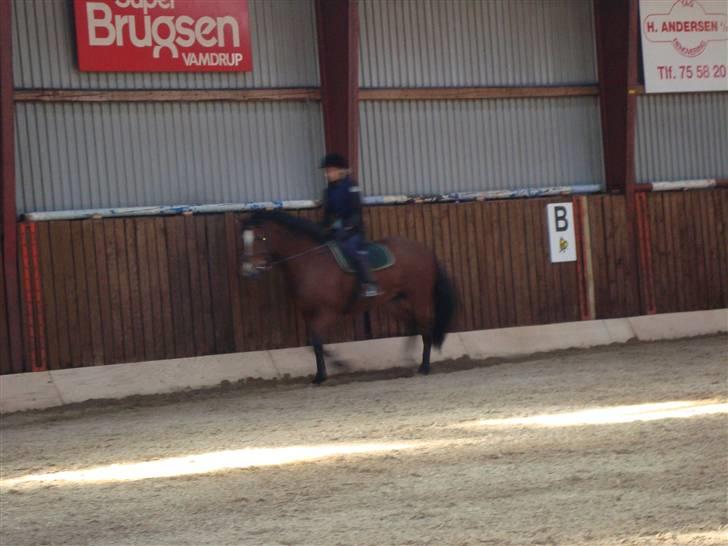 New Forest Toffifee(gl. udlån) billede 14