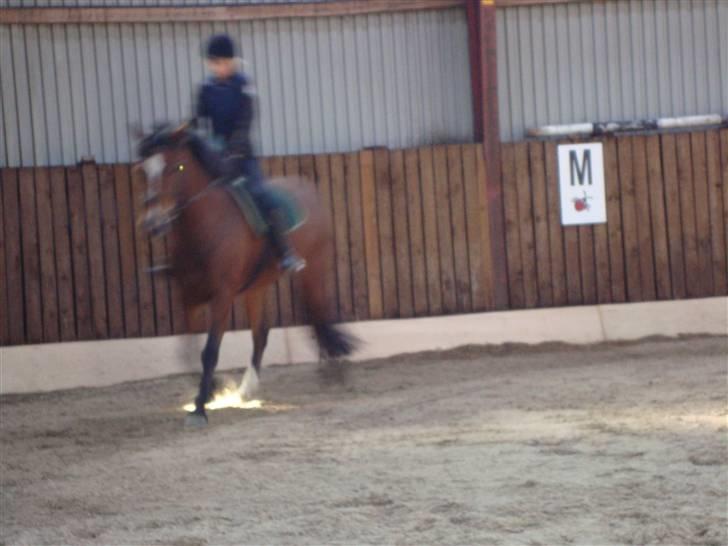 New Forest Toffifee(gl. udlån) billede 15