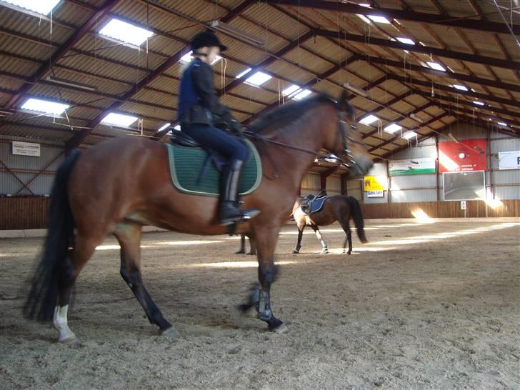 New Forest Toffifee(gl. udlån) billede 20